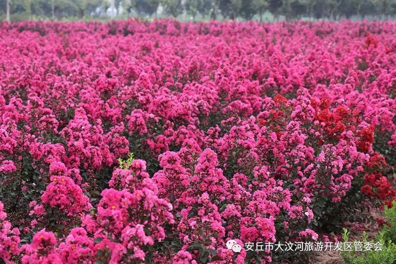 安丘紫薇庄园的花开了小伙伴们速来赏花吧
