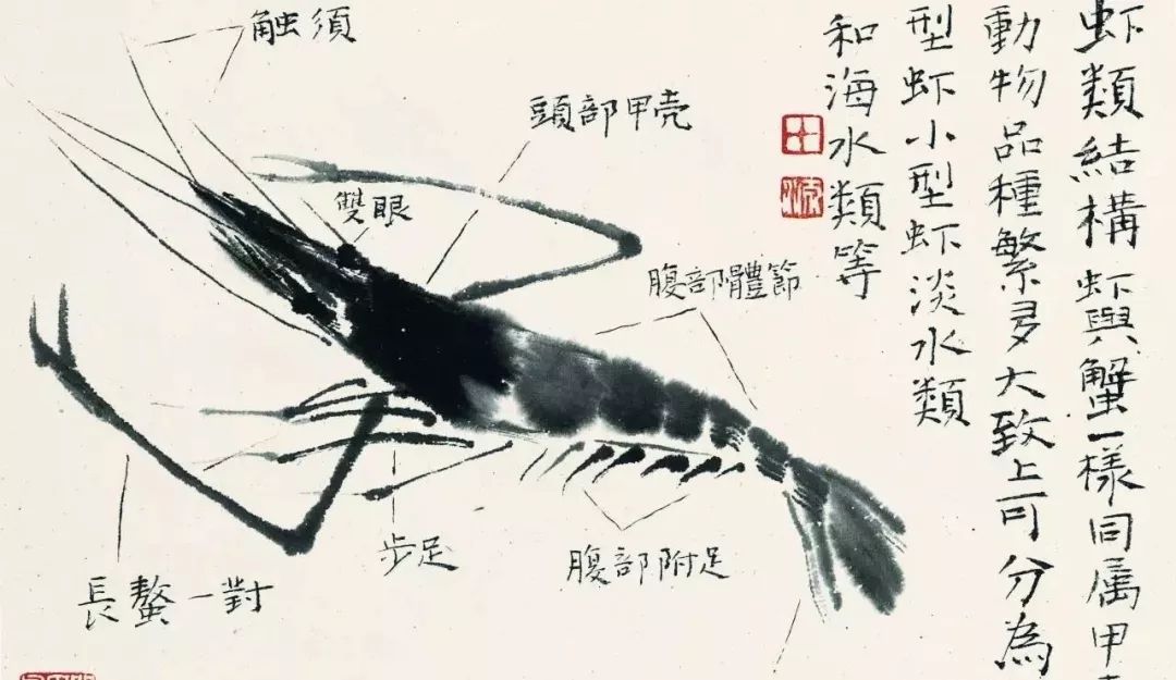 国画教程水墨虾的画法