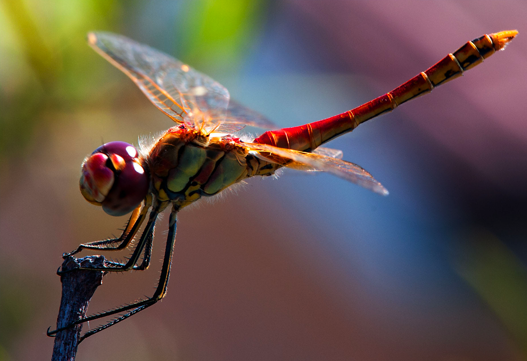 微摄app发布世界上最美的蜻蜓影像图片