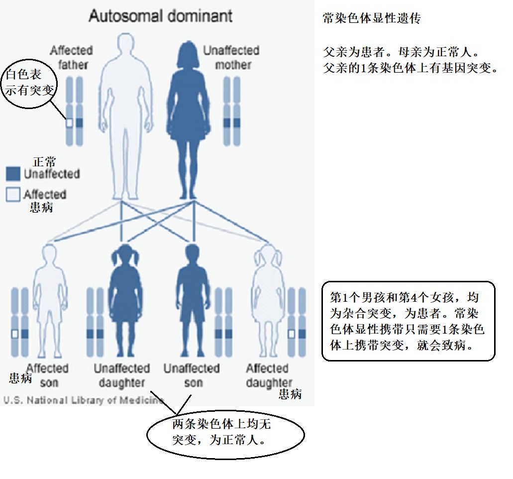 常染色体显性遗传(ad:致病基因在常染色体上,基因性状为显性 只需要