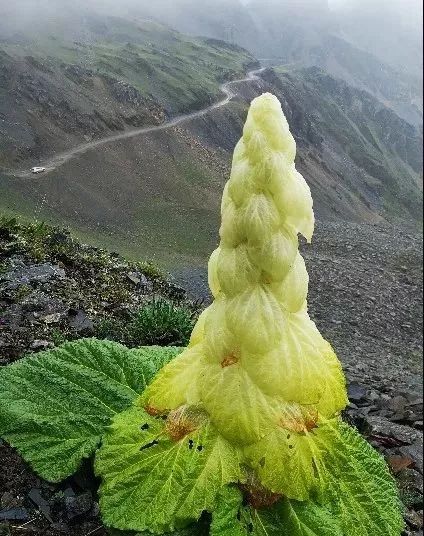 云南:男子在高山上拔了颗植物,随后被网友喷,被警方调查!