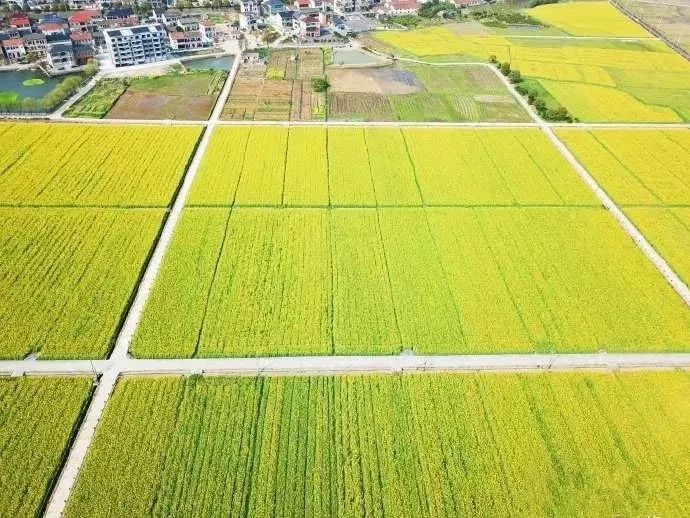 同饮一湖水同种一畈田店口与阮市的前世今生