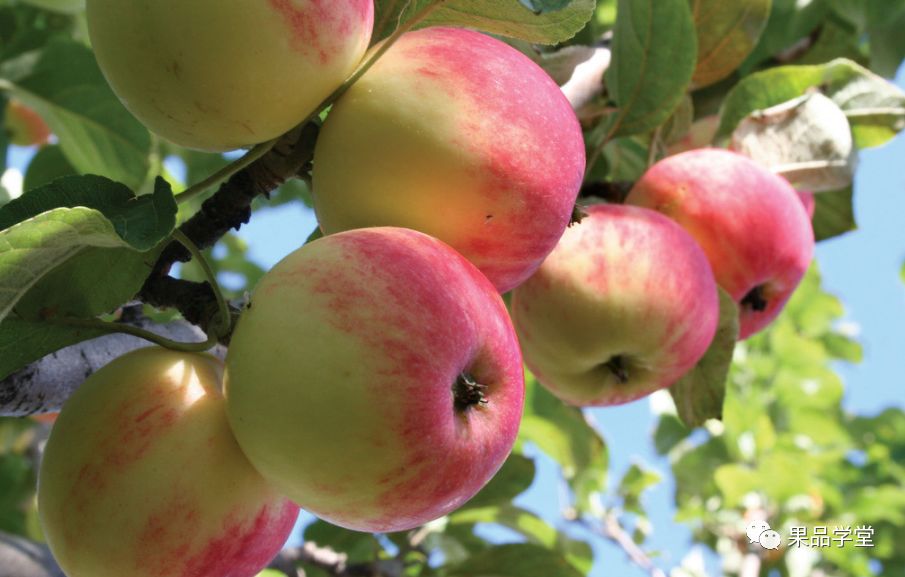 苹果壁纸最早 8bb9638b202d43e6971a02daf12c4f76.jpeg