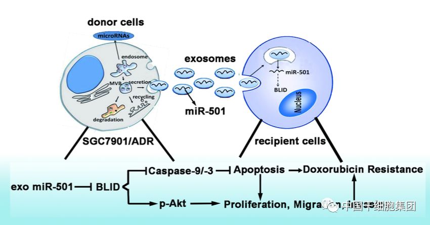 【科技前瞻】cancer letters:外泌体靶向胃癌分子机制或可有助于开发