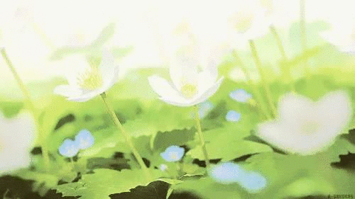 背景 壁纸 花 绿色 绿叶 树叶 植物 桌面 500_281 gif 动态图 动图