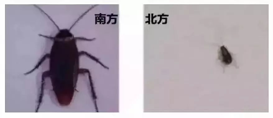 首选南方大蟑螂