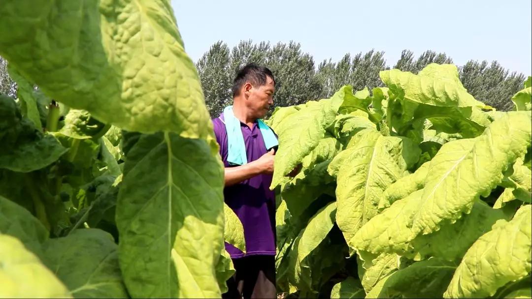 根力多走中国 烟草死棵怎么办,科学施肥助力烟都烟草增产提质