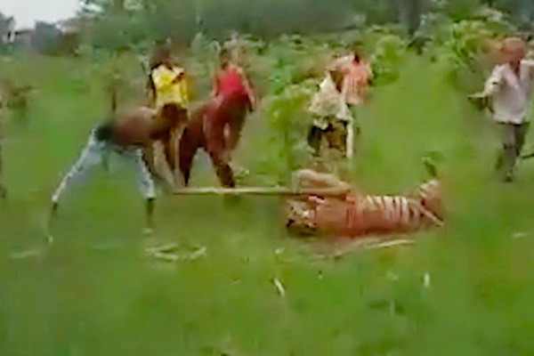 一成年雄性老虎袭击村民致10人受伤 被村民乱棍打死