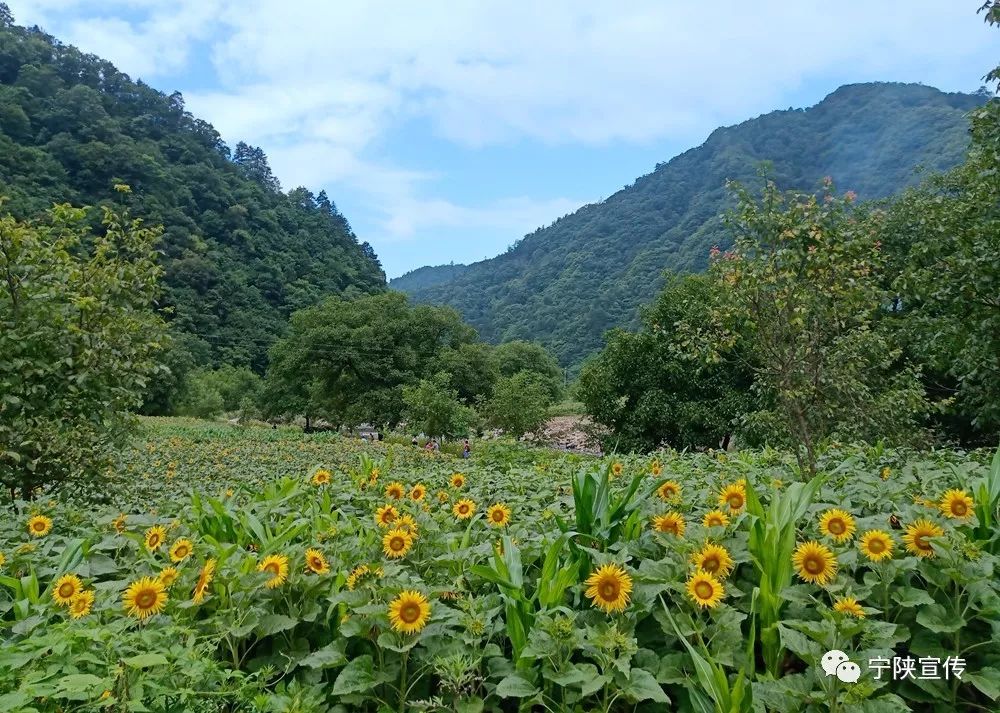 夏日避暑好去处,秦岭深处皇冠兴隆千亩花海等你来_宁陕县