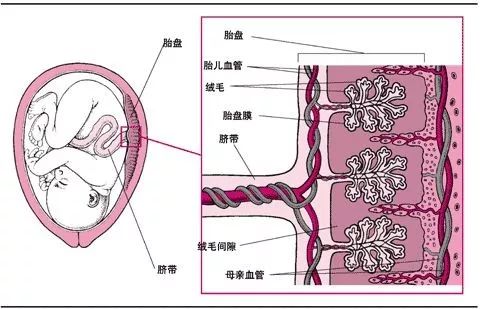                     距离否认腰间赘肉疑似怀孕才多久，奚梦瑶挺着孕肚又上了热搜