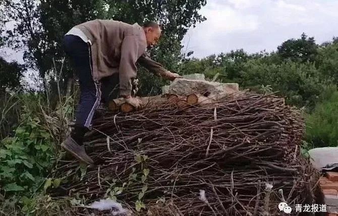 肖营子镇各村人口