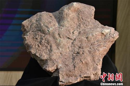 中国发现亚洲首例霸王龙足迹 专家谈发现过程 博e百娱乐网