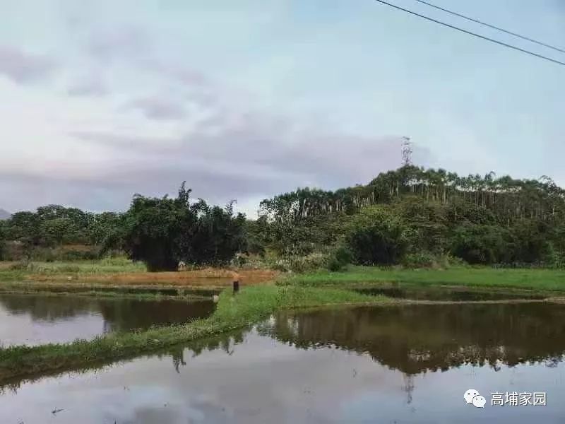 【高埔】太美了!原来这个地方叫"崩陂".