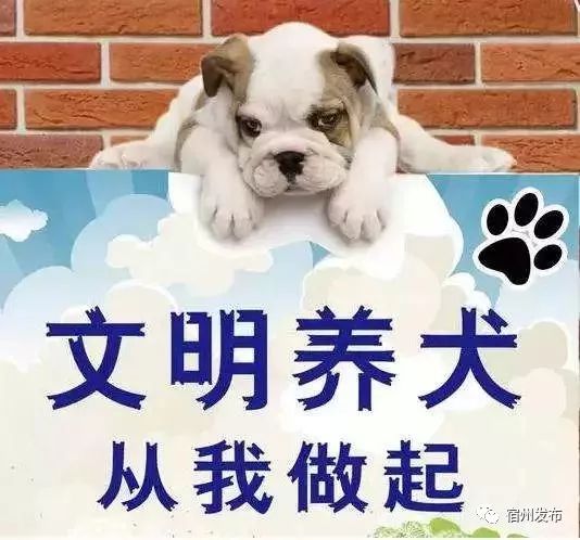 我市公安局开发区分局扎实推进犬牌登记发放工作 og东方馆注册在线平台