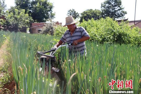 甘肃西峰庄稼汉“科技种地”:致富路上“葱”满希望