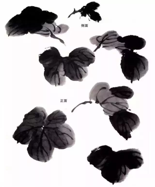写意丝瓜叶子藤蔓花瓣的画法点赞收藏