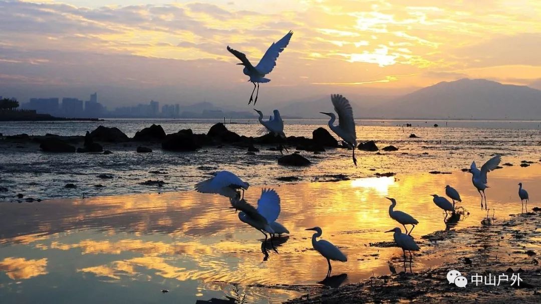 8月3日深圳湾海滨长廊休闲徒步,福田红树林观