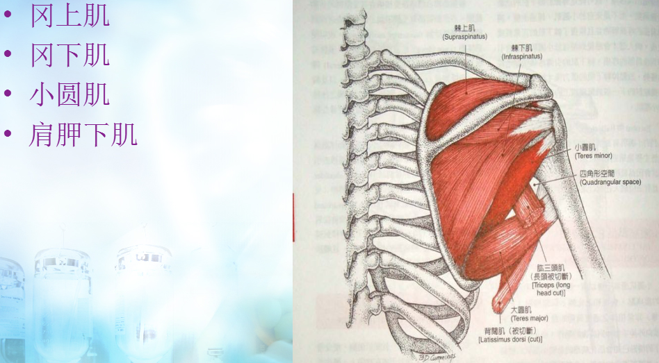 定位:下方:背阔肌,大圆肌,肱三头肌,长头后方:冈下肌,小圆肌上方:三角