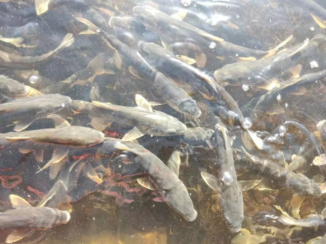 青海湖二级保护动物--湟鱼
