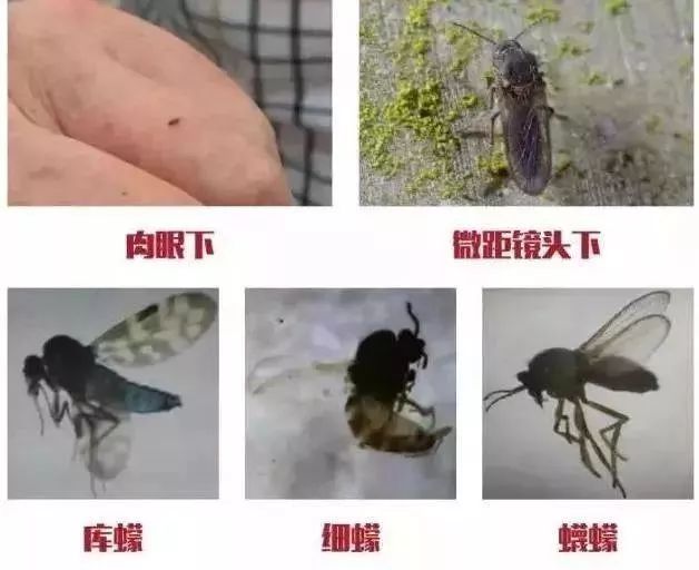 多数为褐/黑色它们体长1-4mm库蠓幼虫/蠛蠓幼虫/细蠓幼虫依次为水生型