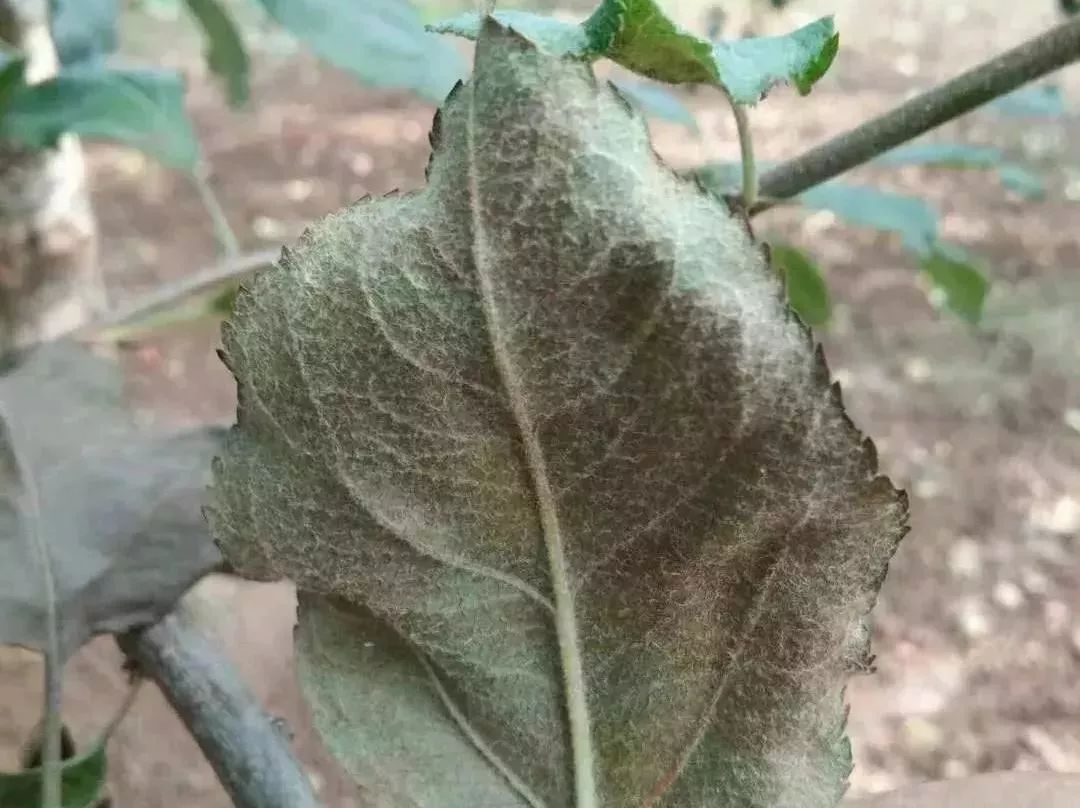 苹果炭疽菌叶枯病叶感病后落叶严重,果实感病轻;苹果疫腐病果实,叶片