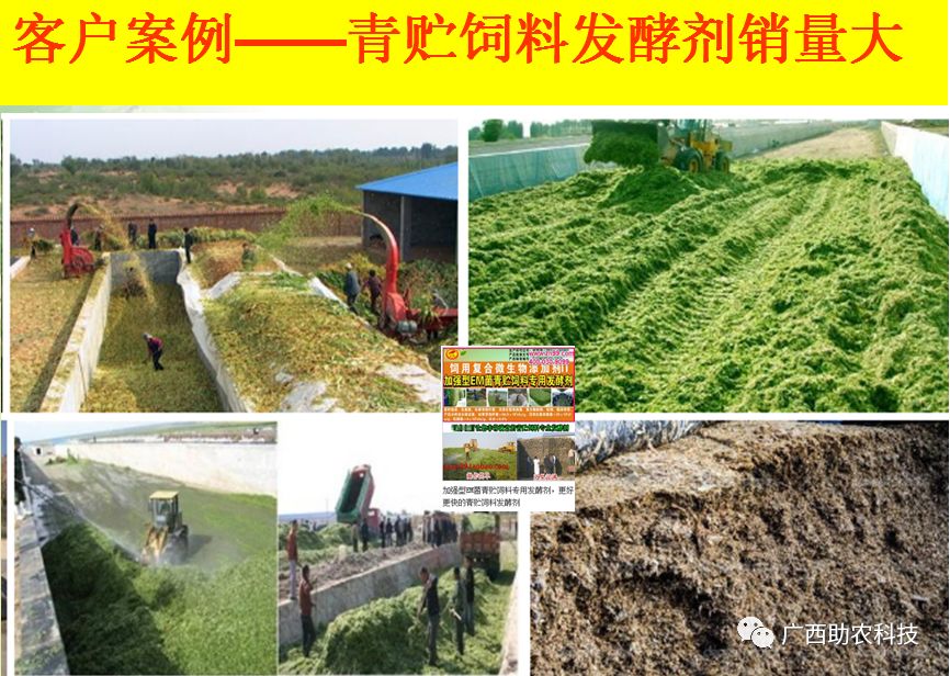青贮饲料建议添加专业青贮饲料发酵剂,少量投入带来显著的回报
