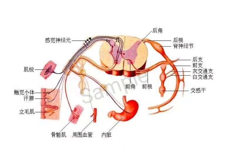 解剖脊神经