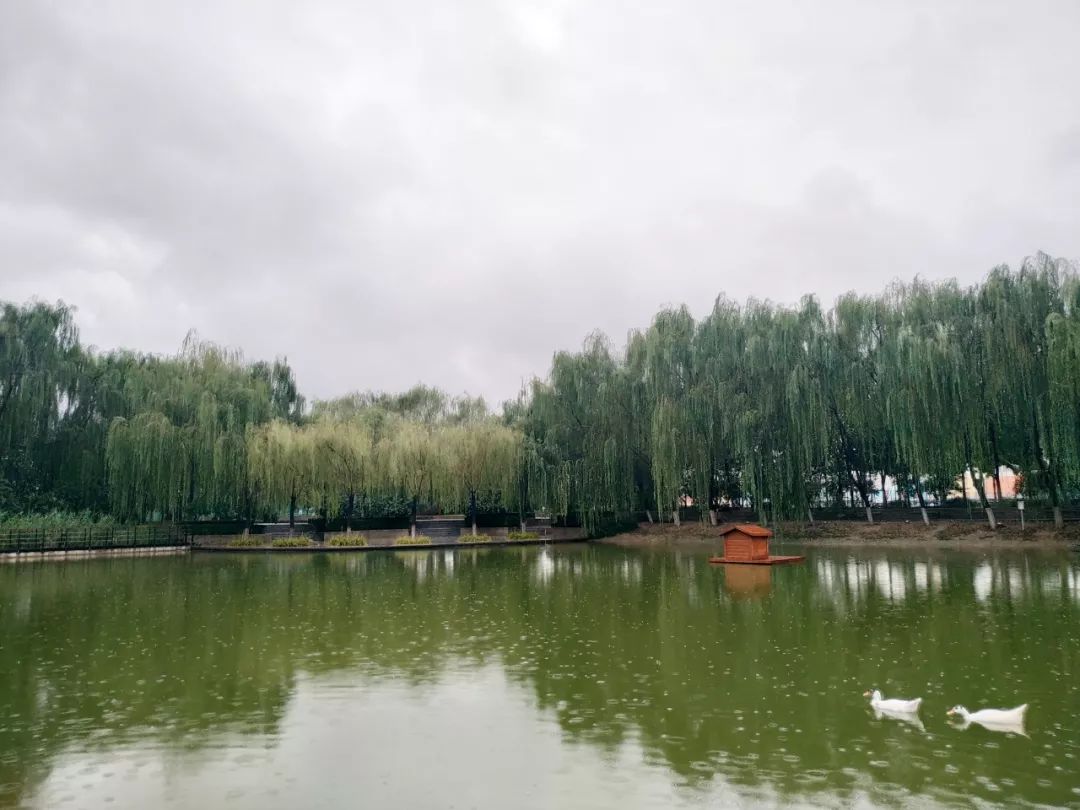 碎心湖,木桥边,荷花泛起阵阵涟漪.