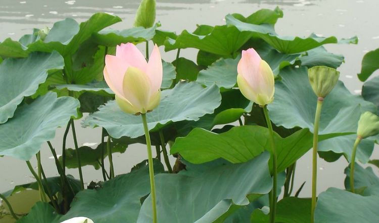 必有后福的3生肖女,早年吃苦耐劳,晚年无病无灾