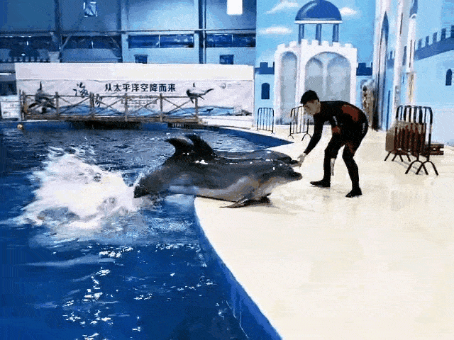 超精彩的海豚海狮表演
