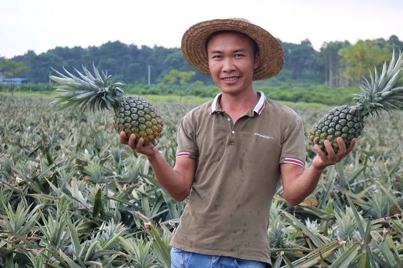 喜开怀~明亮镇溯浪村100亩凤梨迎来收获!(上林