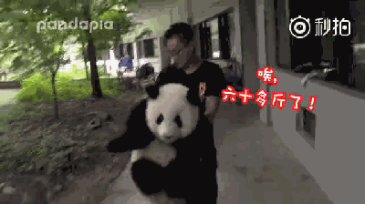 搞笑地理靠萌征服世界的滚滚为什么表情包那么猥琐