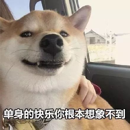 表情包:今日份的快乐源泉