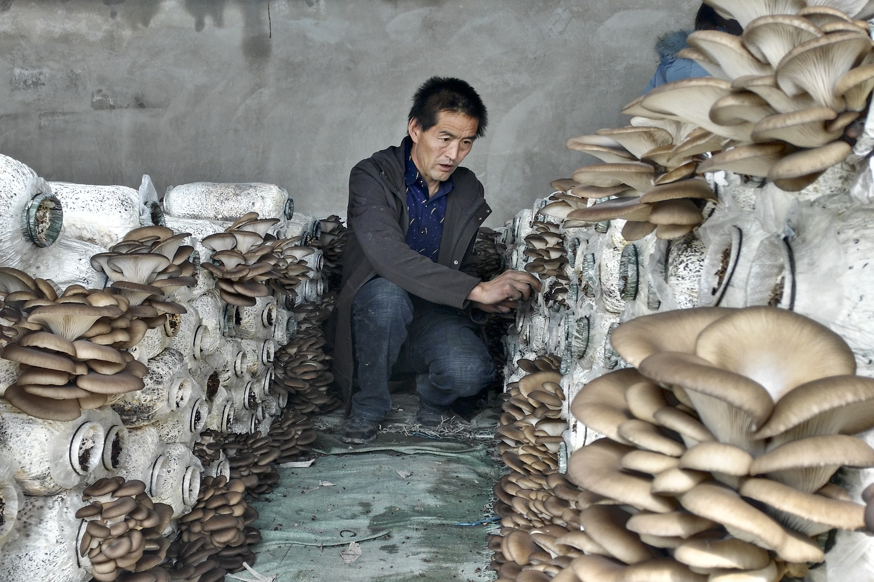 东达村村民在特色种植养殖合作社采收蘑菇(资料照片).