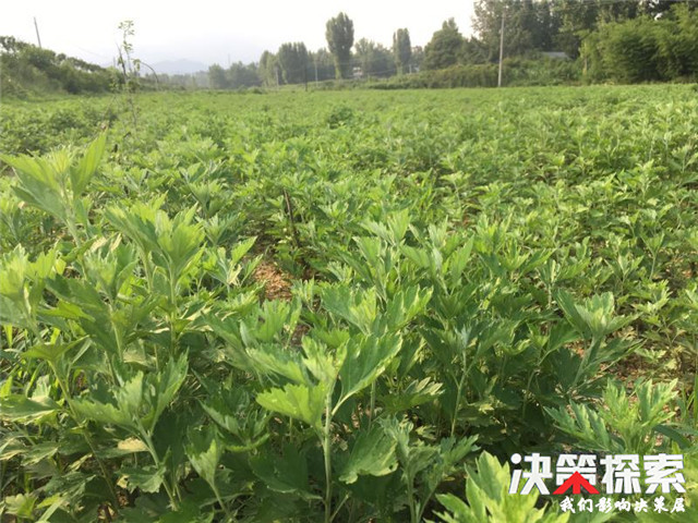 南召县中药材产业成为群众脱贫致富“千金方” 凯时娱乐注册