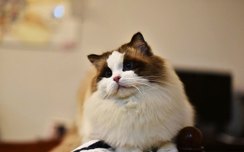 【奇妙の猫咪物语】猫吃蛋黄促进毛球排泄吗,