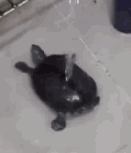 花呗还款日可以自己选?网友:我想调整到每月32号再还! 博狗开户官网