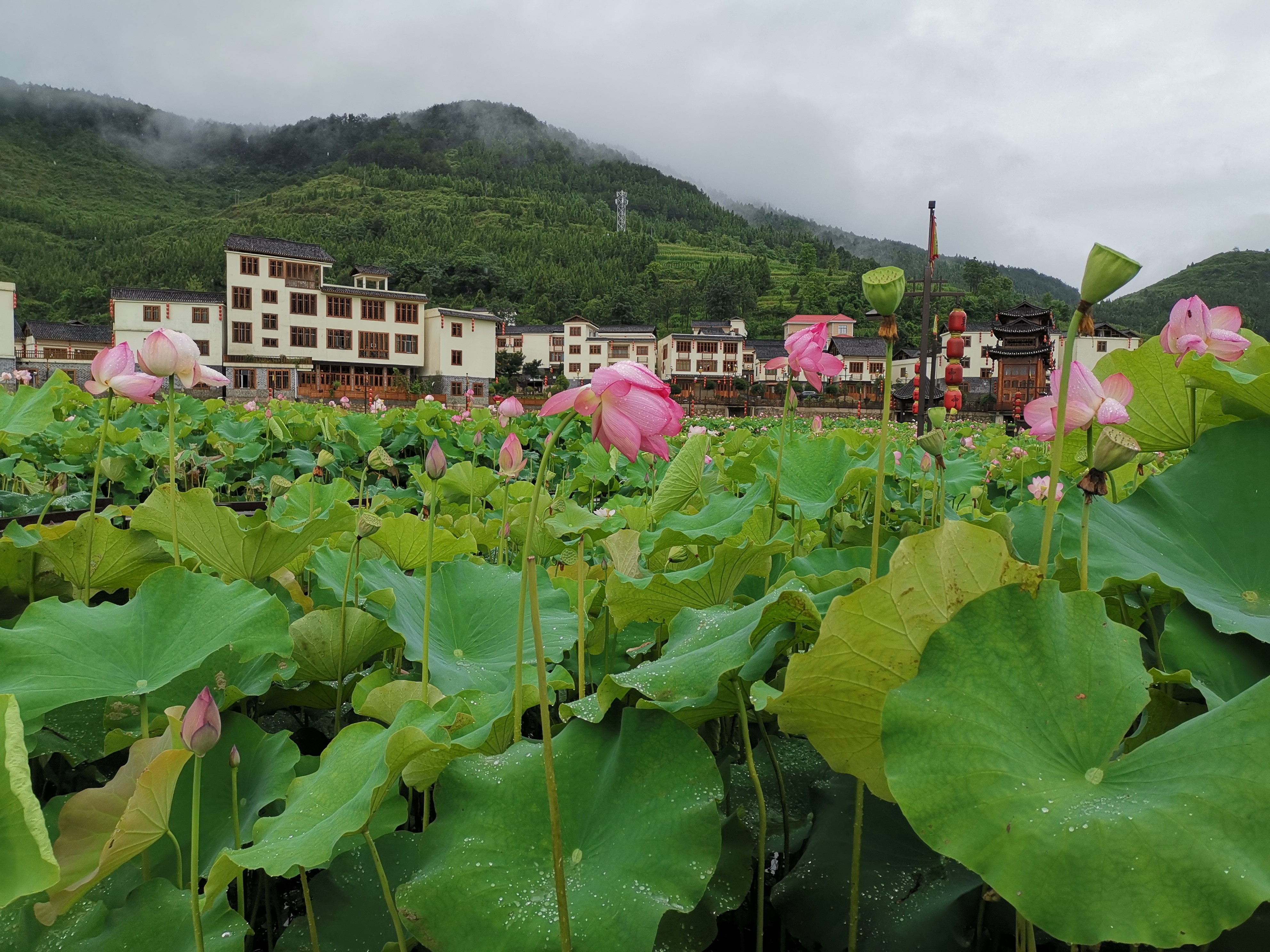 (来源:岑巩县人民政府) 近日,一代佳人陈圆圆归隐地水尾镇马家寨村近