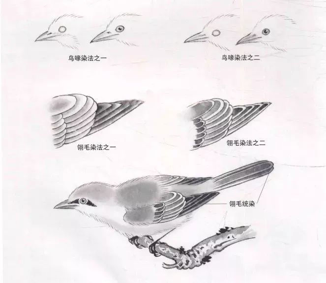 传统工笔禽鸟画法,真详细!