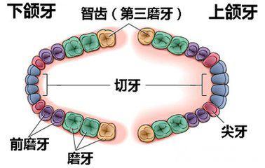 智齿智齿拔除后多久恢复