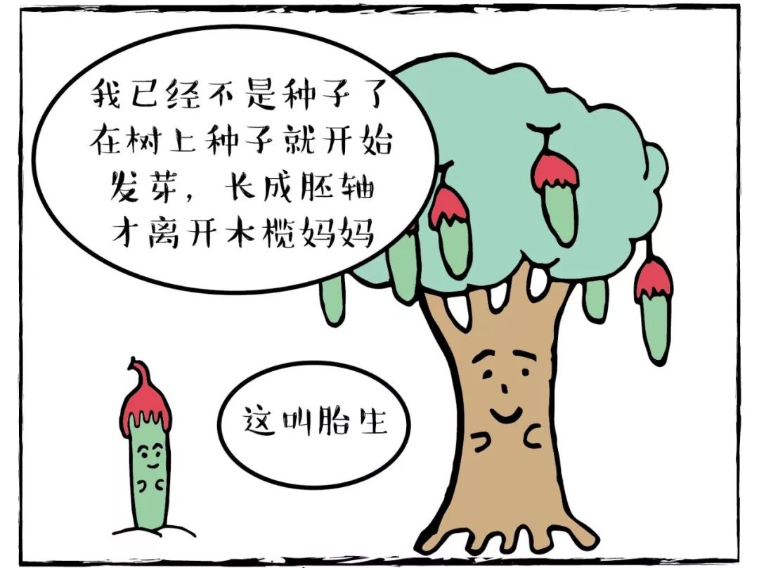 转载红树植物的胎生现象红树慢漫画