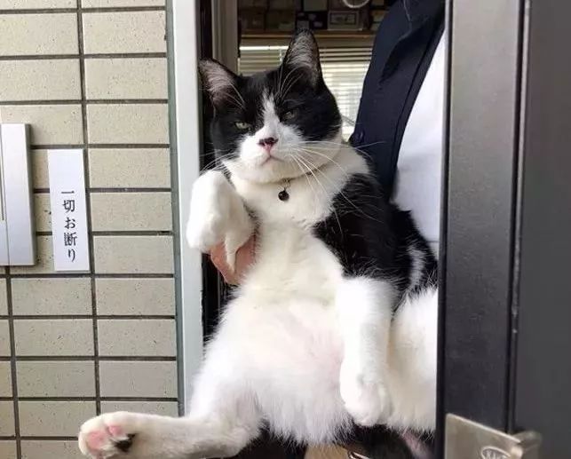 女孩领养猫咪后却发生这种事,后来才知道喵星人那么喜欢她! yg电子娱乐