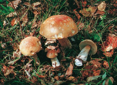 【小兴安岭蘑菇家族】让你了解更多真菌知识——牛肝菌科