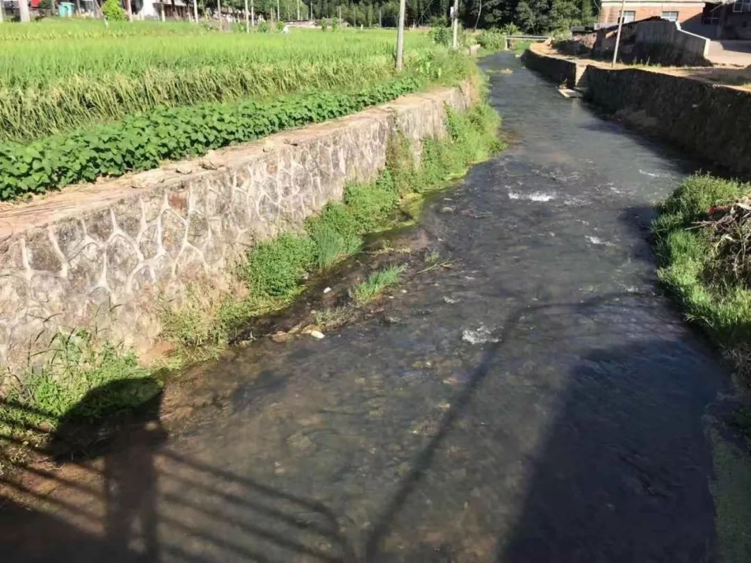 1 7月29日,桃溪镇组织河长办,村建站对新礤,亭头,田雁,新田,江坑等5个