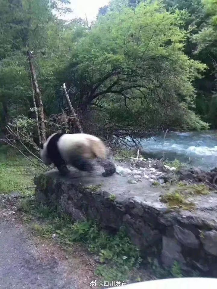 又"抓"到了!平武野生大熊猫下河洗澡,被人看到竟然害羞了!