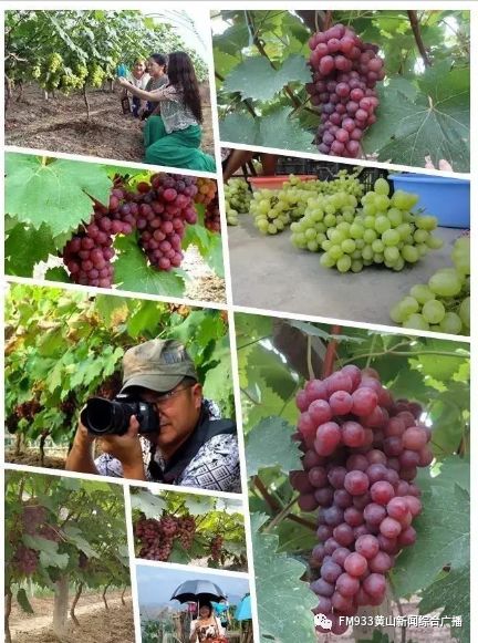 屯溪区:休闲农业业态进一步丰富 博狗官网博狗官网
