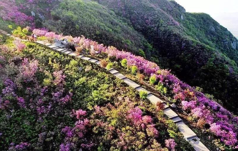 惊艳朋友圈这座山上竟藏了漫山遍野的杜鹃花美爆了