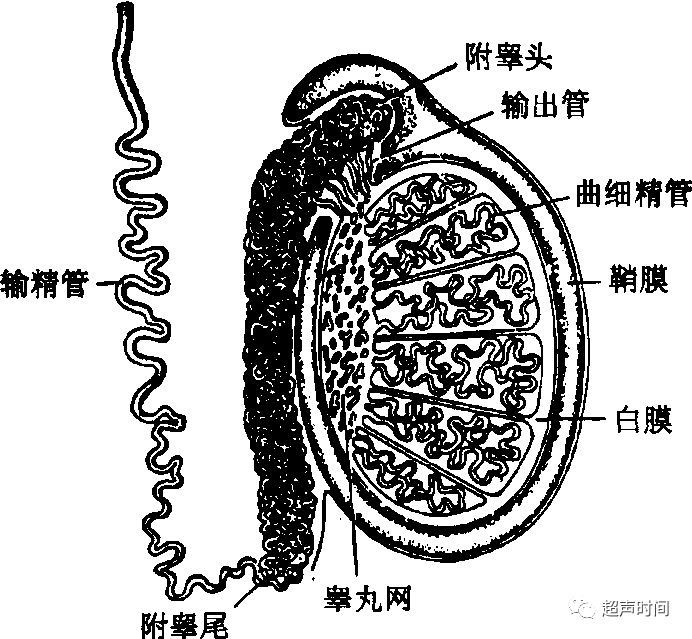 精丨液由睾丸产生,在附睾内成熟,通过输精管道输出.