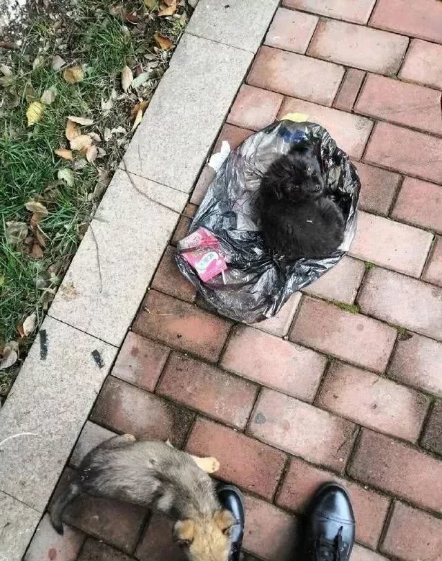 小流浪狗狗在垃圾袋裡找吃的，好心人的做法，讓人心裡暖暖的 寵物 第2張