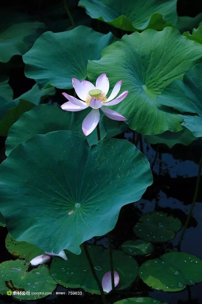 七月就此别过,愿八月安生